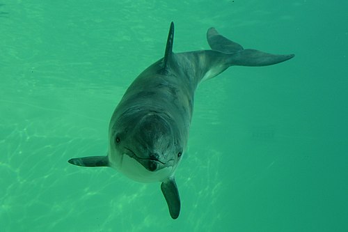 Harbour porpoise